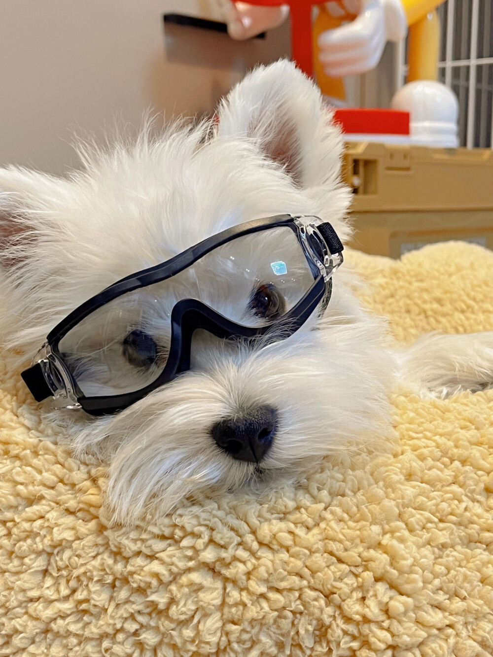 Doggles Dog Sunglasses