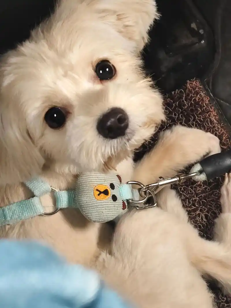 Dog Toy